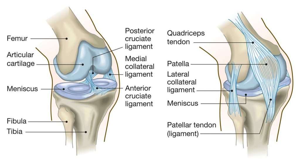 Knee anatomy