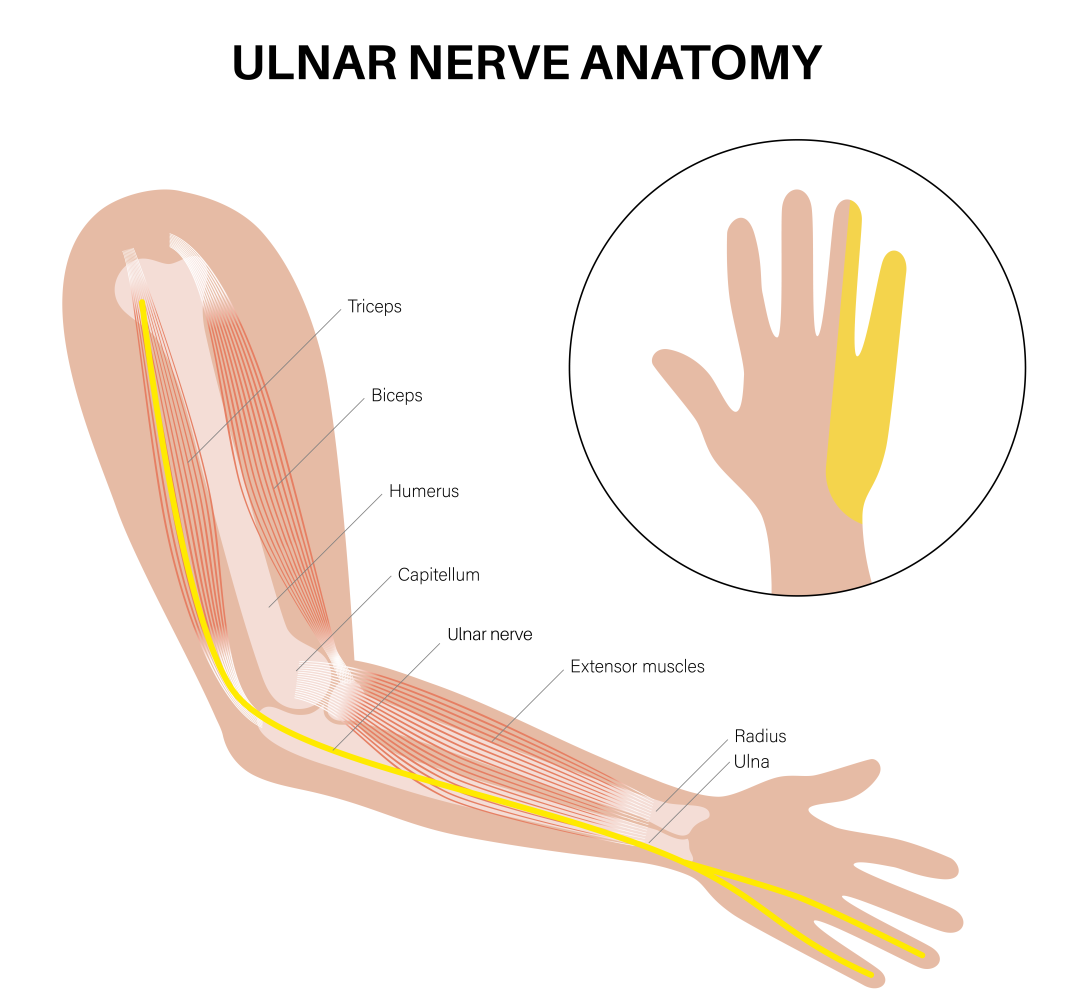 Ulnar Nerve ULNAR NERVE LACERATION Hand Surgery Source